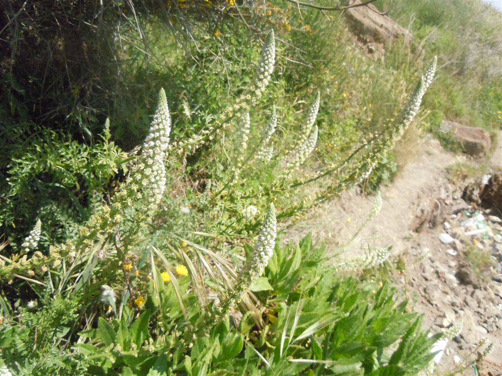 Reseda alba